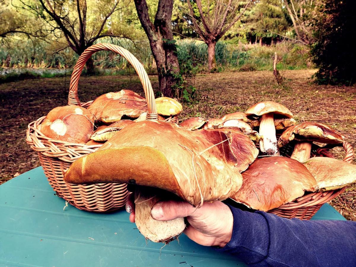 ツァプリネクZielona Samotniaアパートメント エクステリア 写真